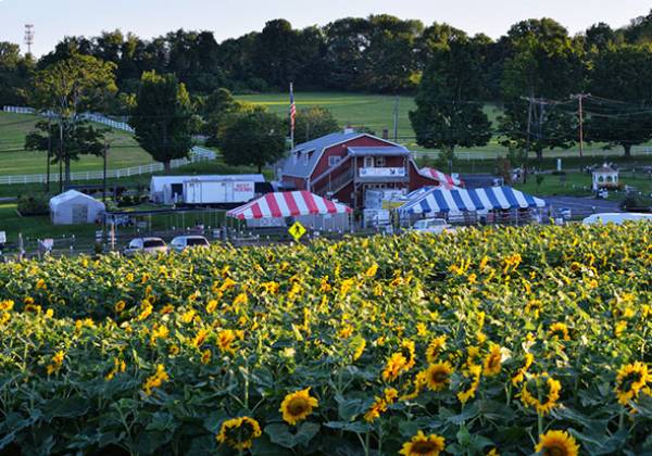 Alstede Farms