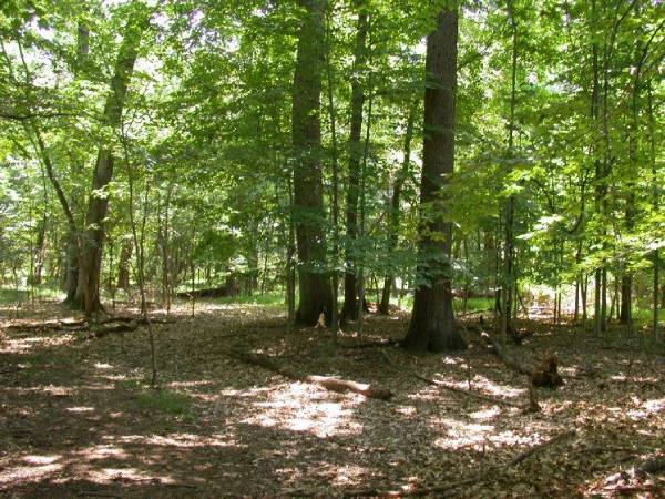 William L Hutcheson Memorial Forest